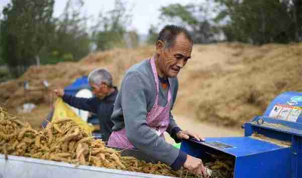 河南一村庄种的小米太有名，七块钱一斤，顾客开车去村里买