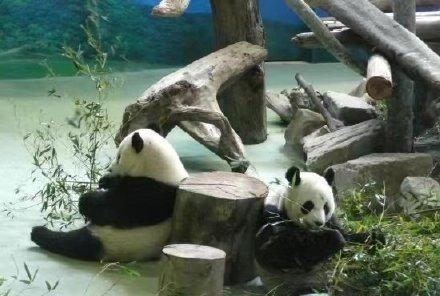 台北动物园：团团离世后不再给圆圆找新配偶