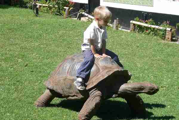 187岁、800斤的巨型爬宠，世界上最大、最长寿的龟——塞舌尔象龟