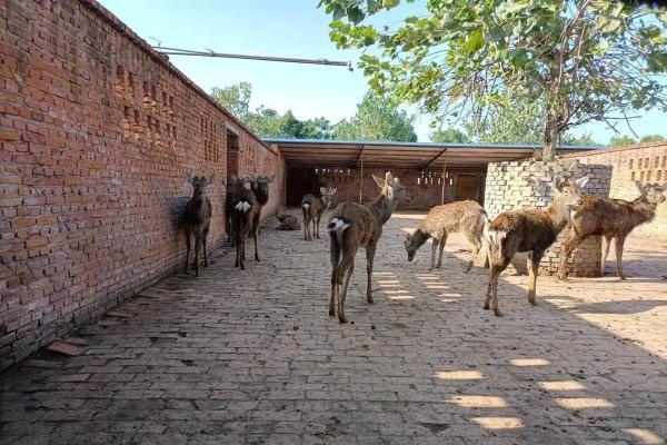 鄂州一动物园动物都是画在墙上？记者调查原是一家梅花鹿养殖场