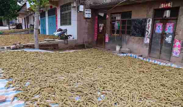 河南一村庄种的小米太有名，七块钱一斤，顾客开车去村里买