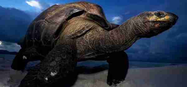 187岁、800斤的巨型爬宠，世界上最大、最长寿的龟——塞舌尔象龟