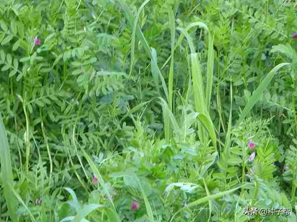 这个草也叫豌豆尖，农村常见，在果树种植，抑制杂草，好处多多