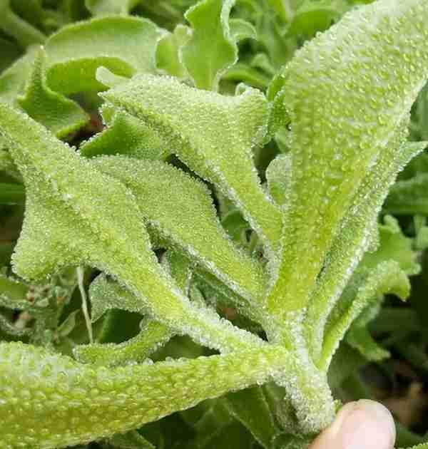 冰菜：蔬菜界的“颜值王”，茎叶长满“冰珠子”，夏季吃冰凉爽口