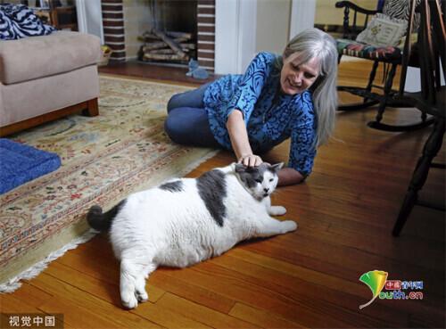 美国弗吉尼亚州18公斤重猫咪亮相