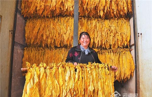 「奋进新征程 建功新时代」推动云南烟叶产业持续稳定高质量发展