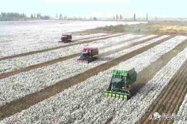 新疆棉花产业链发展现状及展望