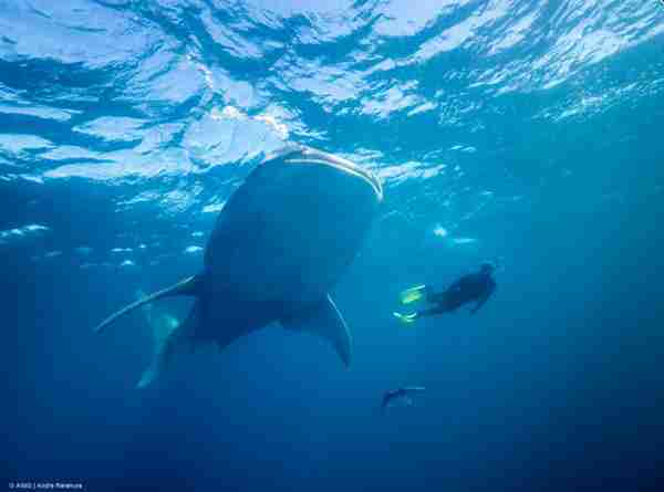 科学家发现鲸鲨是世界上最大的杂食动物