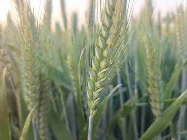 连续阴雨天，小麦需及早预防赤霉病、锈病，4个配方高效防治。