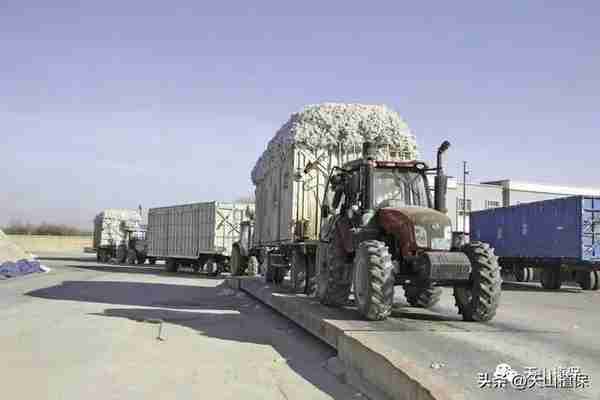 新疆棉花产业链发展现状及展望