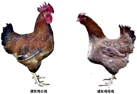 上海猪、上海羊、上海鸡的名单来了，好多是最正宗的“上海味道”