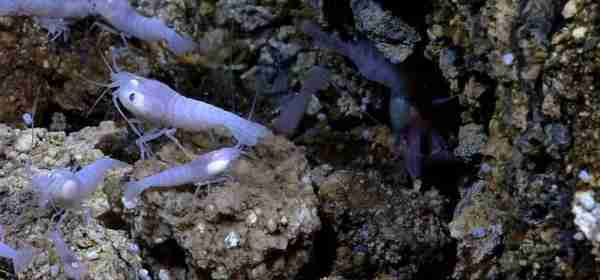 这种虾能够在高温的火山口游泳，号称煮不熟的虾