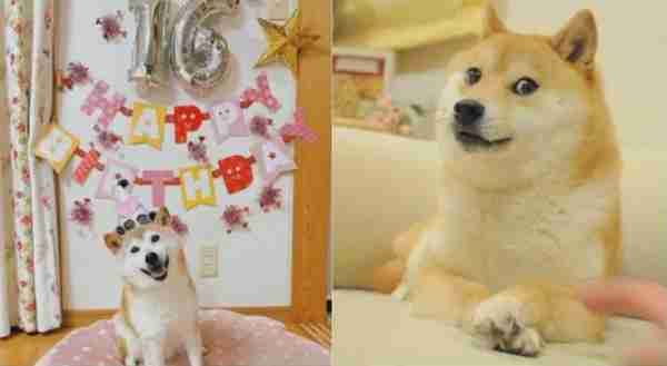 “Doge”表情包原型柴犬确诊患有白血病和肝病，“情况非常危险” ！网友祈福：保佑小狗平安