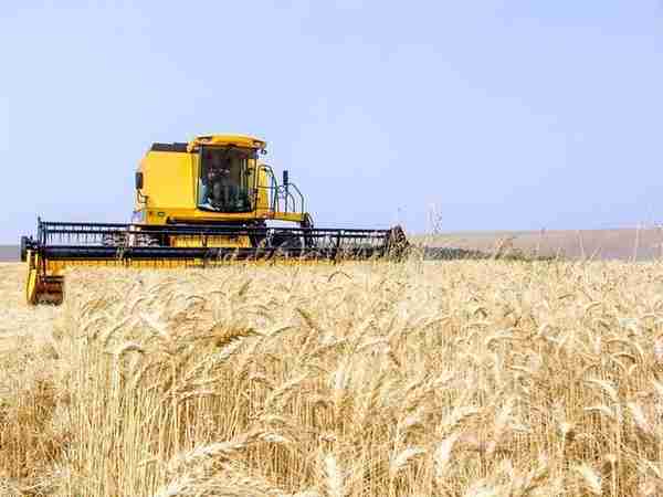 国内国际小麦一齐下跌，发生了什么？