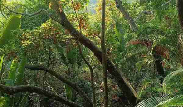走进 三亚“呀诺达”热带雨林