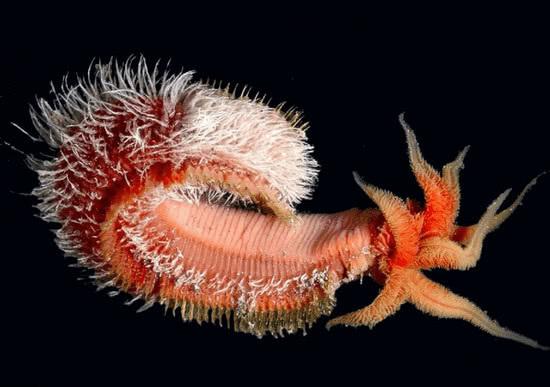 这种虾能够在高温的火山口游泳，号称煮不熟的虾